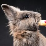 do rabbits eat apples